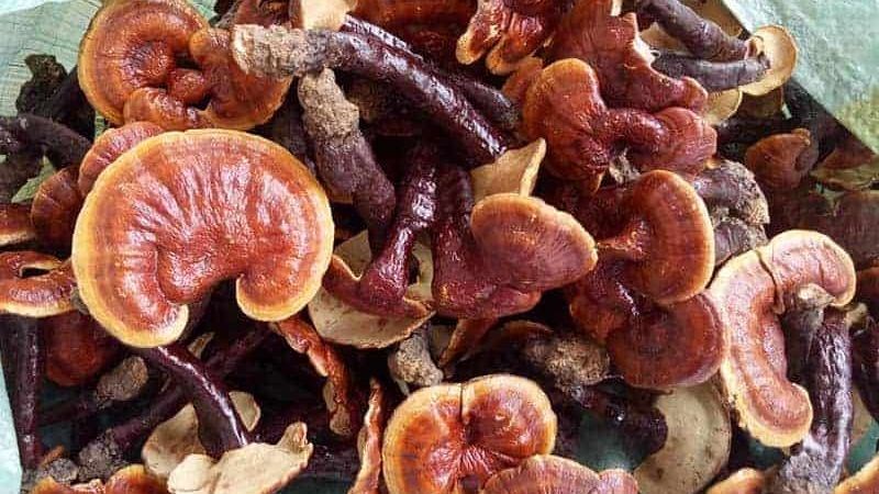 8-tac-dung-cua-nam-lim-xanh-tot-cho-suc-khoe-va-15-800x450