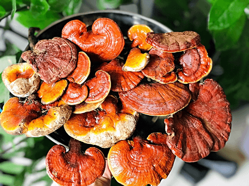 Nấm lim xanh rừng tự nhiên Nấm lim xanh rừng tự nhiên