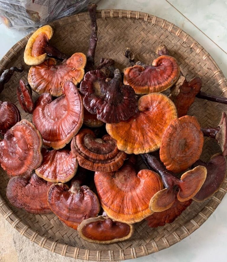 nam-lim-xanh-rung-10