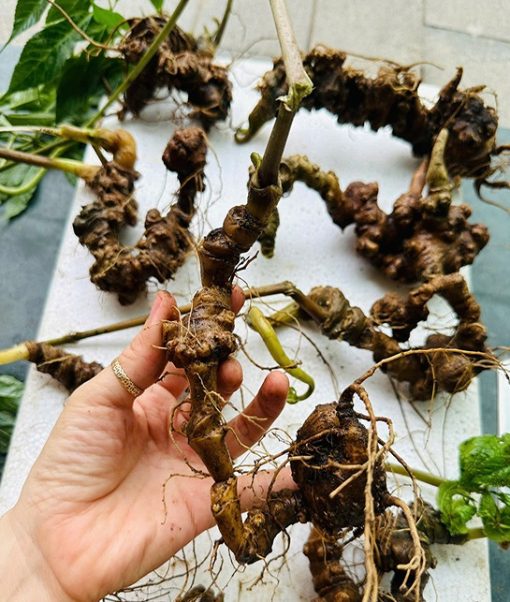 Sâm Ngọc Linh Lai Châu Sâm Ngọc Linh Lai Châu